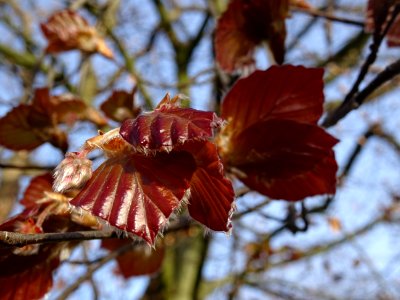 Feuillage du hêtre pourpre, Fagus sylvatica Purpurea, Faga… 