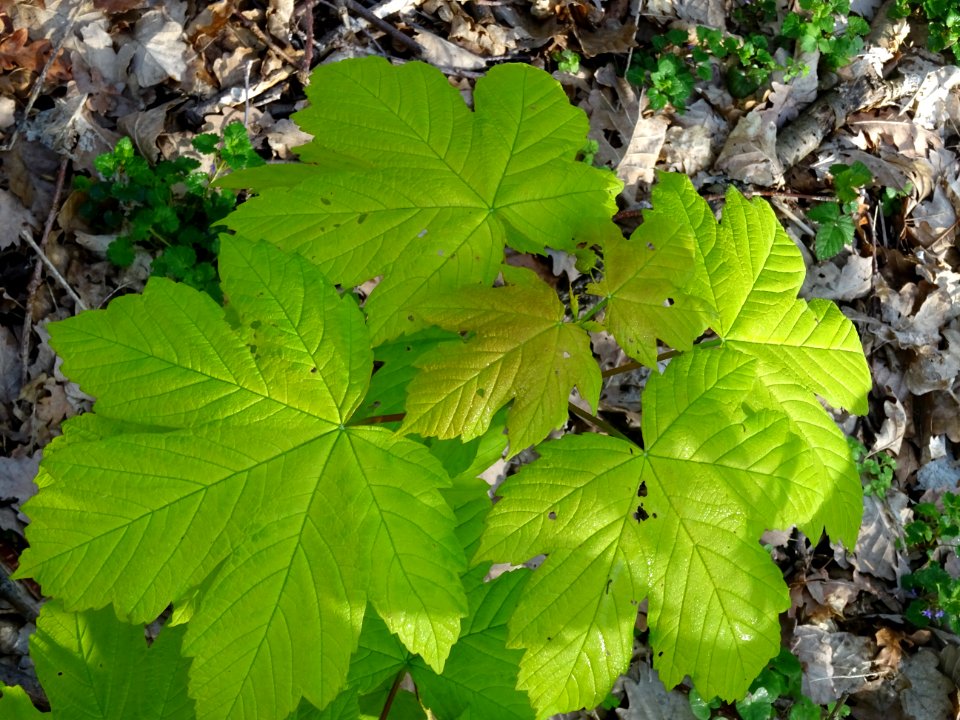 Erable sycomore, Acer pseudoplatanus, Acéracées 