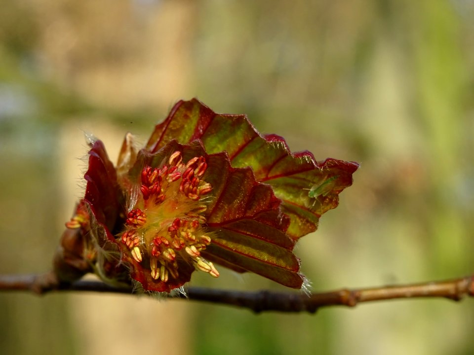 Fleurs mâles du hêtre pourpre, Fagus sylvatica Purpurea, F… 