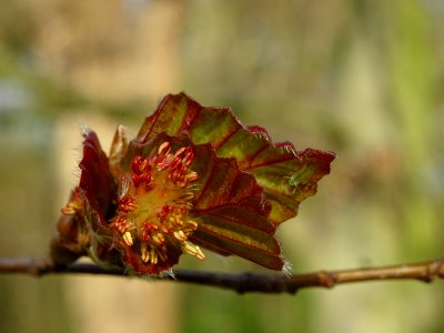 Fleurs mâles du hêtre pourpre, Fagus sylvatica Purpurea, F… 