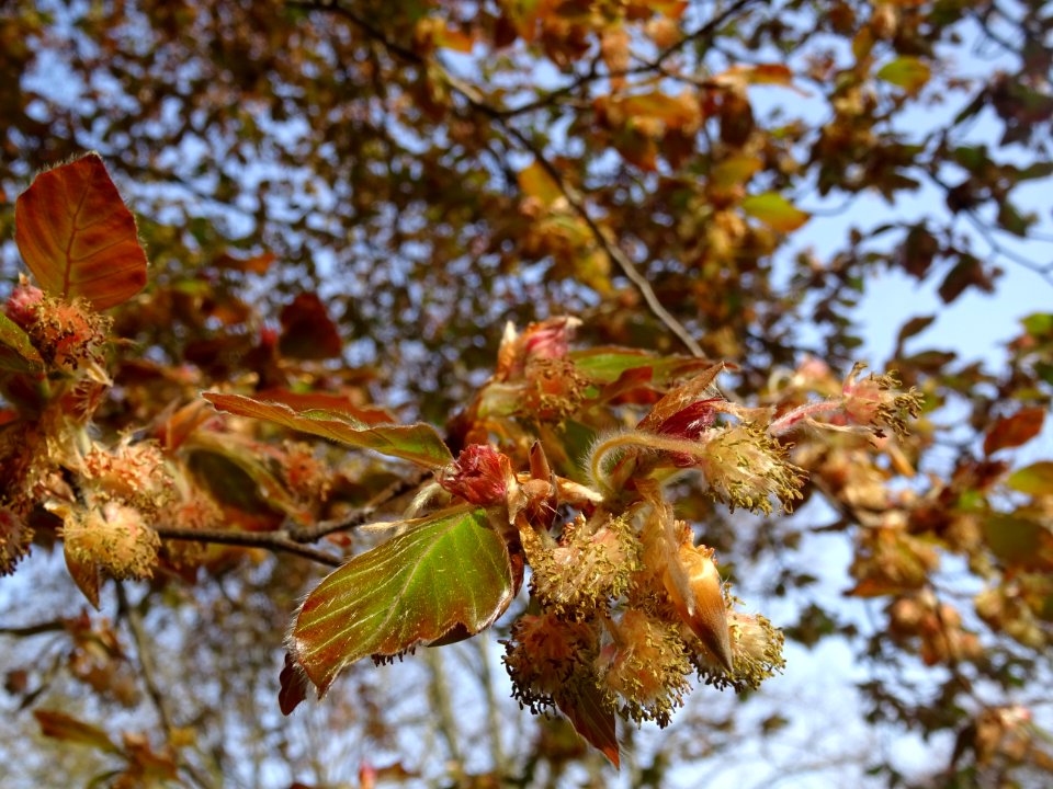 Fleurs femelles et mâles du hêtre pourpre, Fagus sylvatica… 