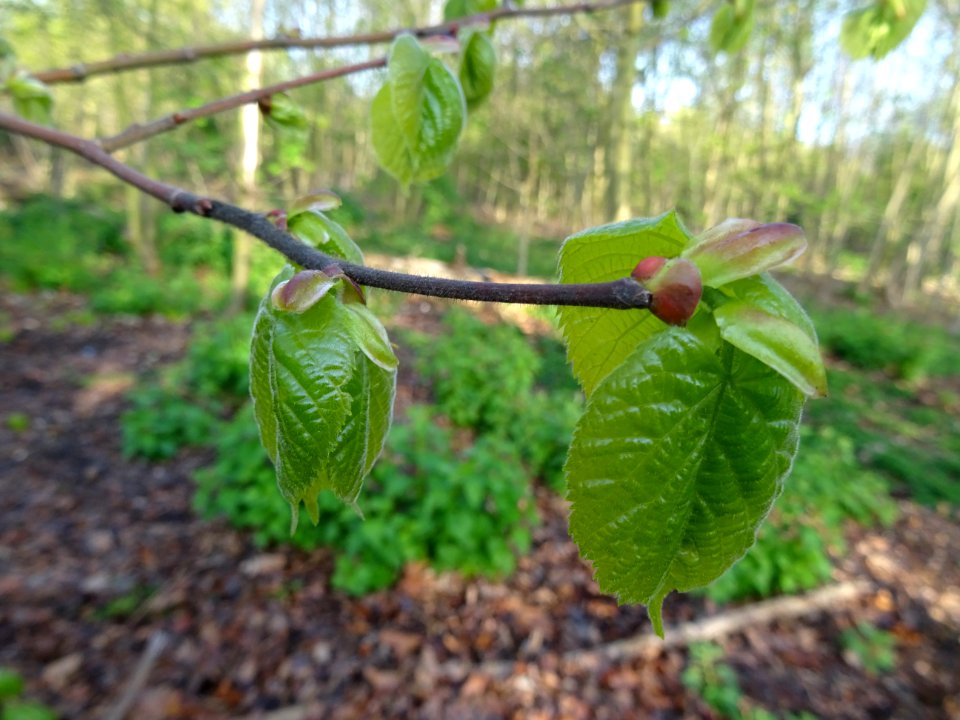 Bourgeons et jeunes feuilles, Tilleul à petites feuilles, … 