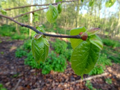 Bourgeons et jeunes feuilles, Tilleul à petites feuilles, … 