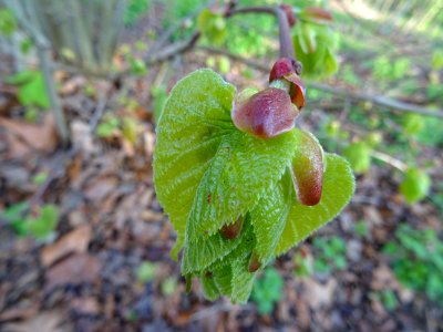 Bourgeon et jeunes feuilles, Tilleul à petites feuilles, T… 