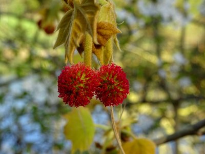 Capitules de fleurs femelles et jeunes feuilles. Platane c… 