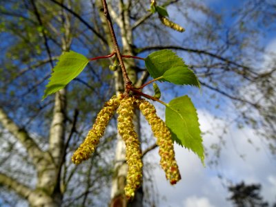 Châtons mâles jaunes et pendants, châton femelle vert et d… 