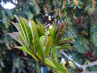 Jeunes feuilles de Frêne, Fraxinus, Oléacées 