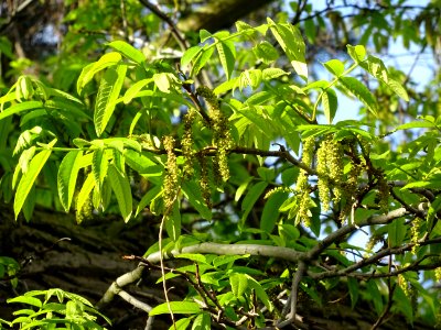 Feuilles et châtons mâles, Ptérocaryer du Caucase, Pteroca… 