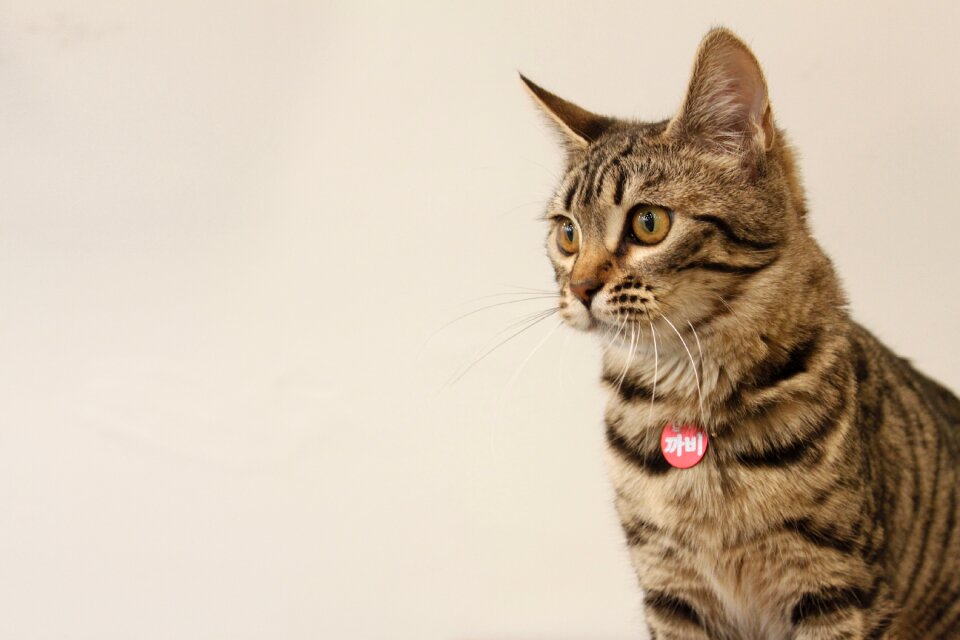 Baby cats animal cat photo