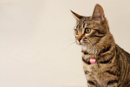 Baby cats animal cat photo