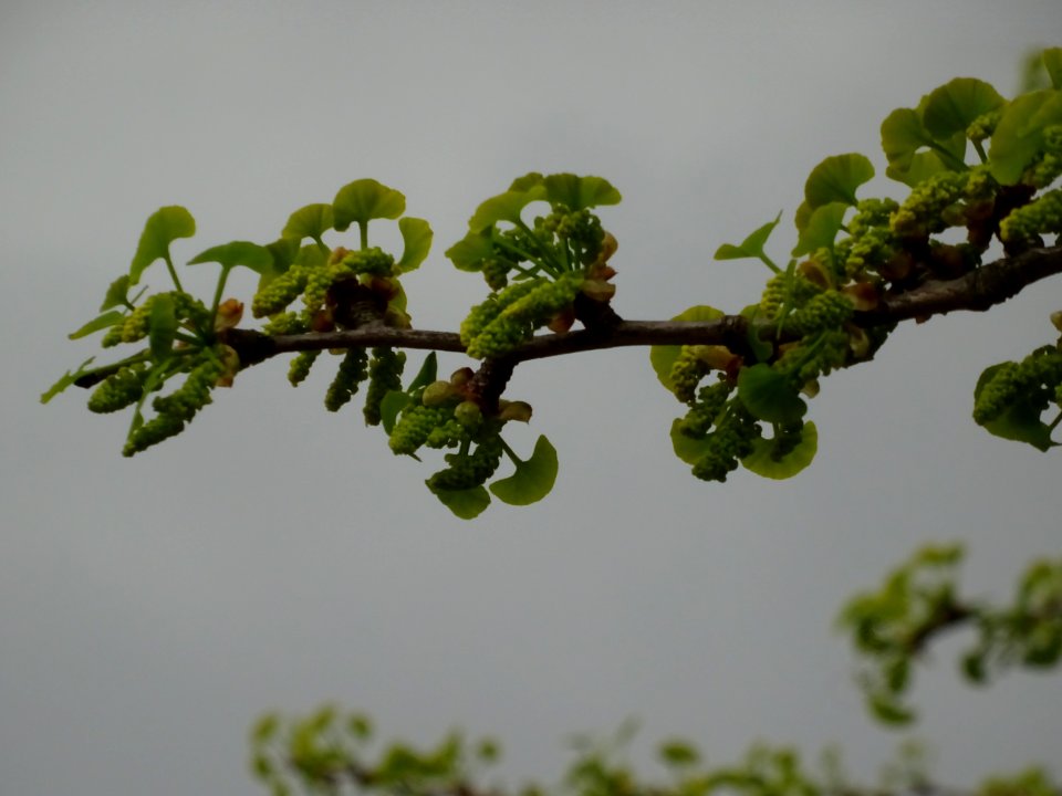 Fleurs mâles et bouquets de feuilles, Ginkgo, Ginkgo bilob… 