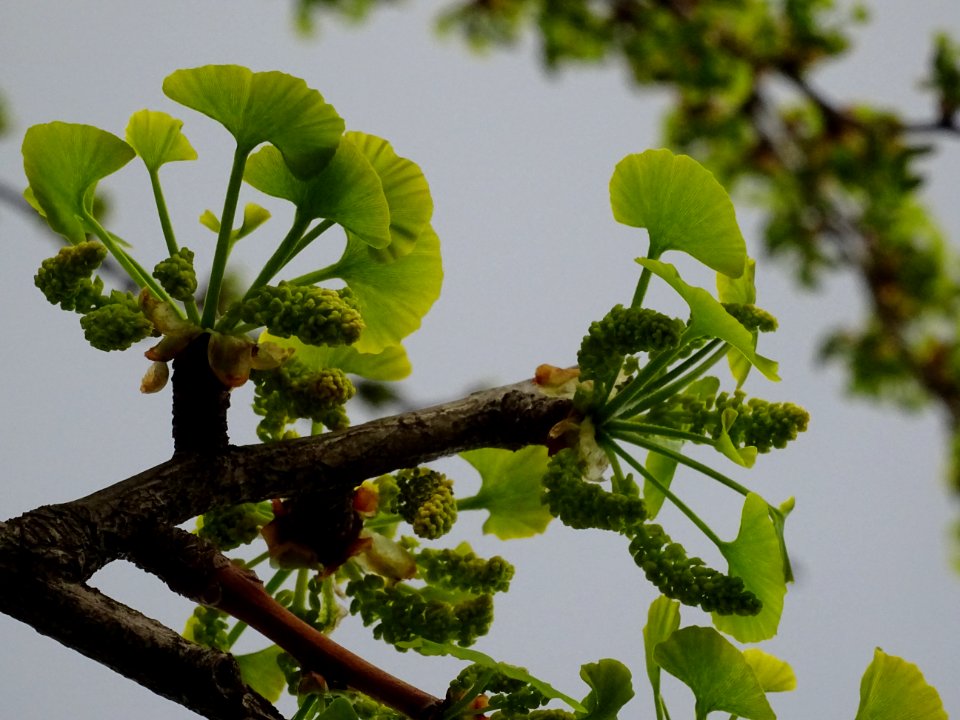 Fleurs mâles et bouquets de feuilles, Ginkgo, Ginkgo bilob… 