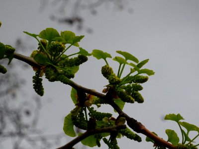 Fleurs mâles et bouquets de feuilles, Ginkgo, Ginkgo bilob… 