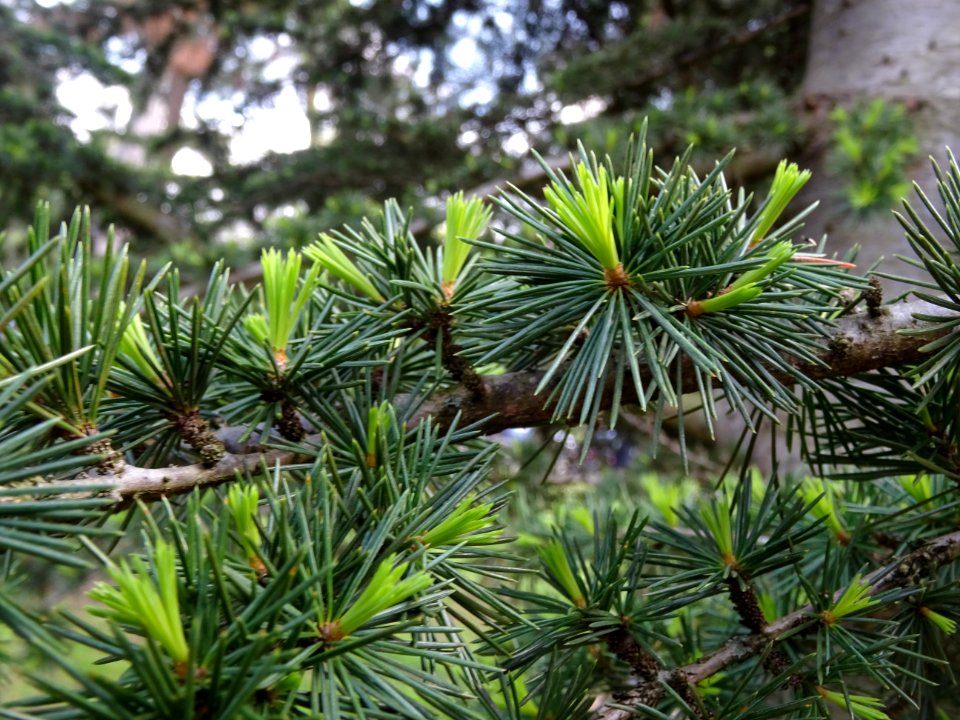Jeunes aiguilles de Cèdre de l'Atlas, Cedrus atlantica, Pi… 