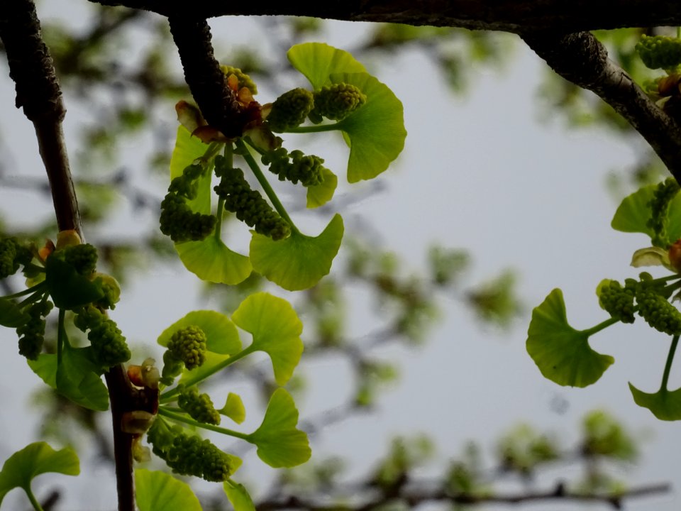 Fleurs mâles et bouquets de feuilles, Ginkgo, Ginkgo bilob… 