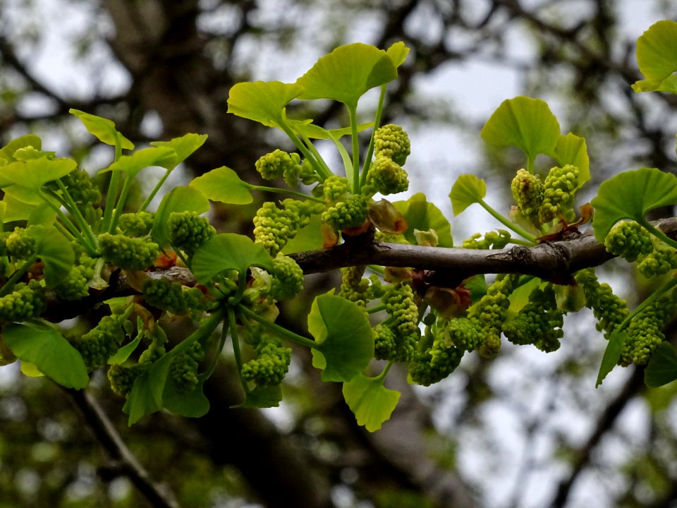 Fleurs mâles et bouquets de feuilles, Ginkgo, Ginkgo bilob… 