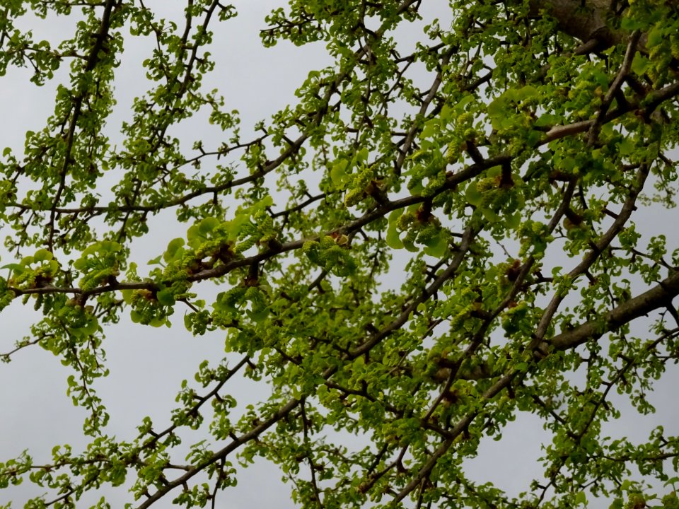 Fleurs mâles et bouquets de feuilles, Ginkgo, Ginkgo bilob… 