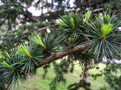 Jeunes aiguilles de Cèdre de l'Atlas, Cedrus atlantica, Pi… 
