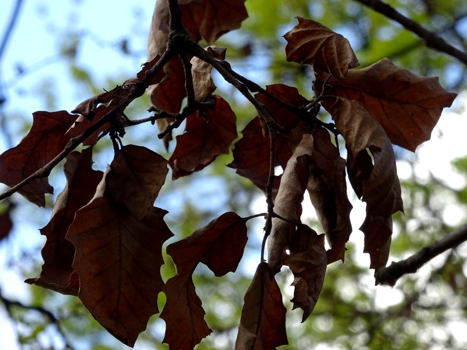 Feuilles agées d'un an, Chêne pubescent, Quercus pubescens… 