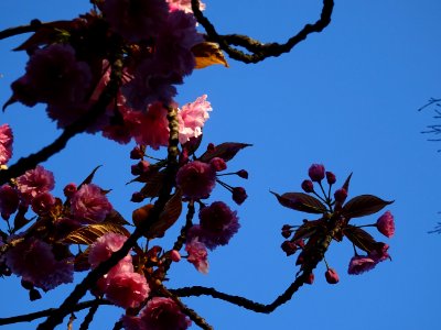 Fleurs du Cerisier du Japon, Prunus serrulata, Rosacées 