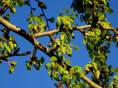 Fleurs mâles et bouquets de feuilles, Ginkgo, Ginkgo bilob… 