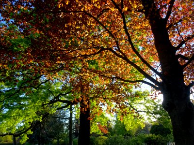 Feuillage du hêtre pourpre, Fagus sylvatica Purpurea, Faga… 