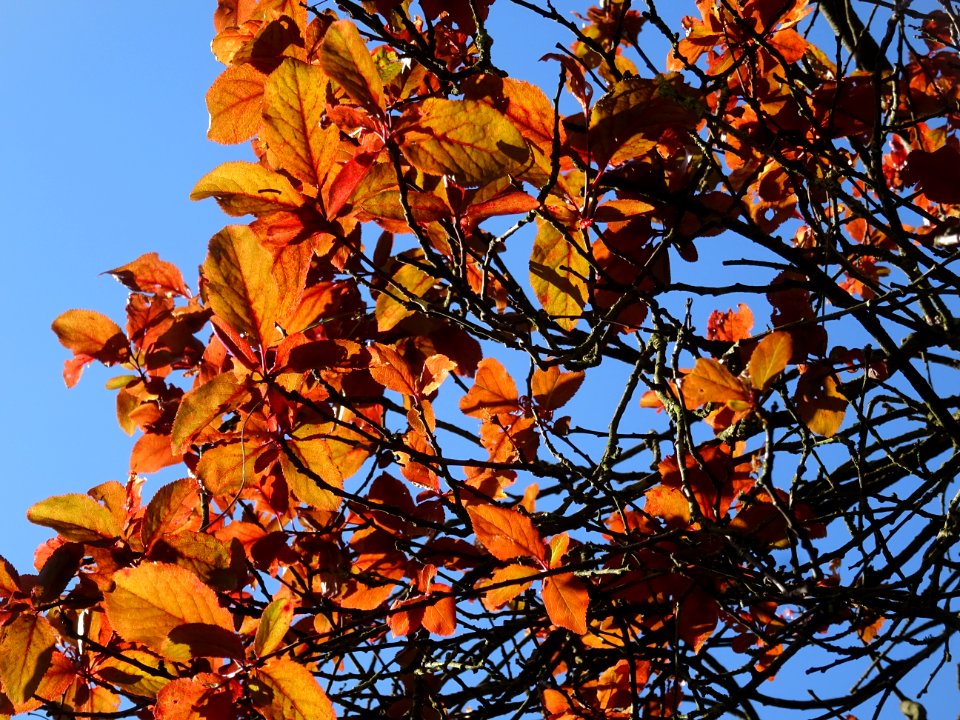 Feuilles de Prunier d'ornement, Prunus cerasifera Pissardi… 
