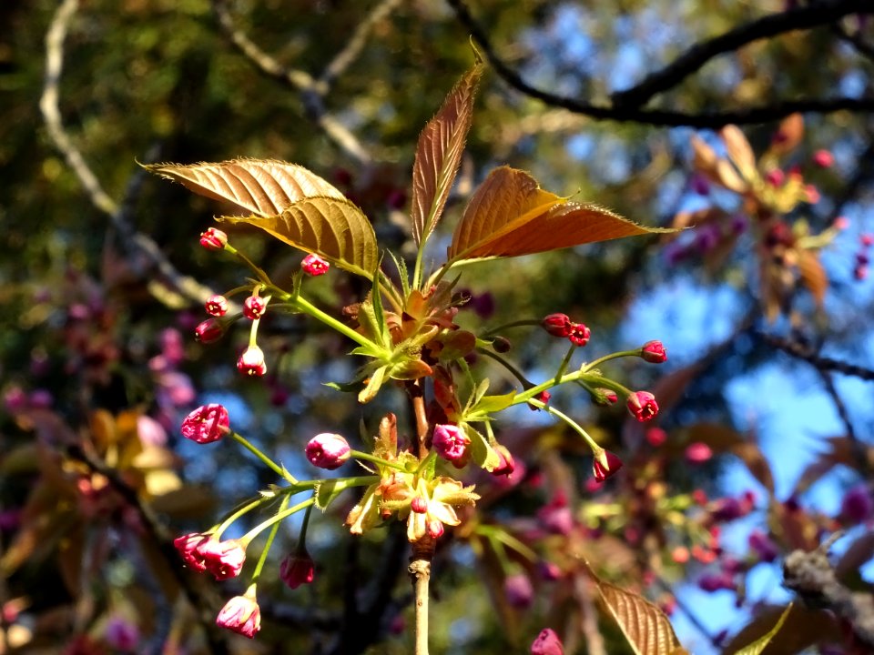 Fleurs du Cerisier du Japon, Prunus serrulata, Rosacées 