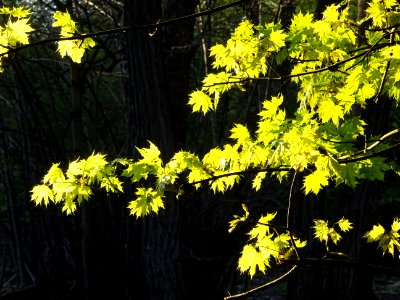 Feuilles d'érable plane, Acer platanoides, Acéracées. Les … 