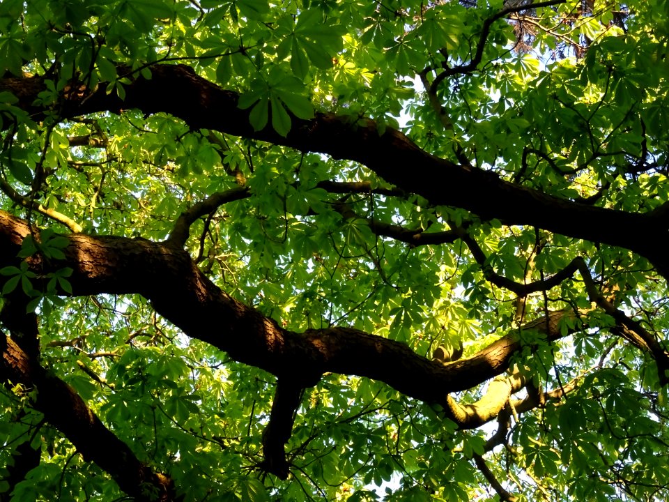 Branches et feuilles, Marronnier d'Inde, Aesculus hippocas… 