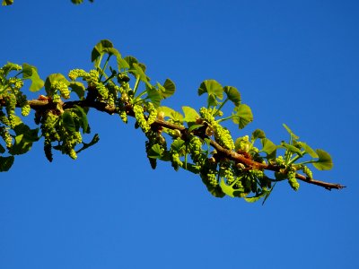 Fleurs mâles et bouquets de feuilles, Ginkgo, Ginkgo bilob… 