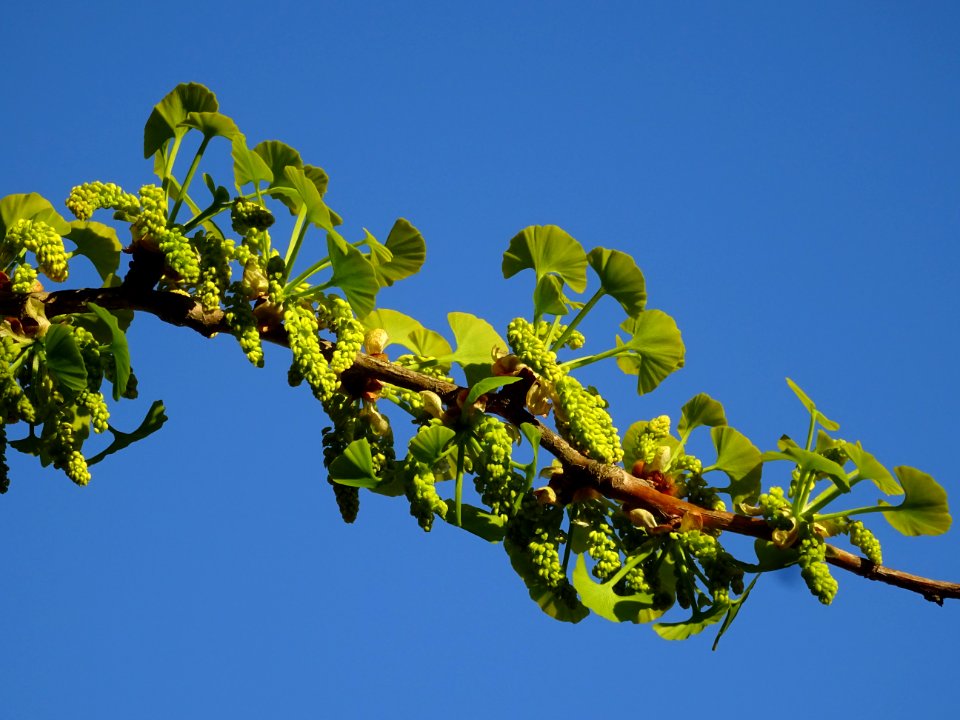 Fleurs mâles et bouquets de feuilles, Ginkgo, Ginkgo bilob… 