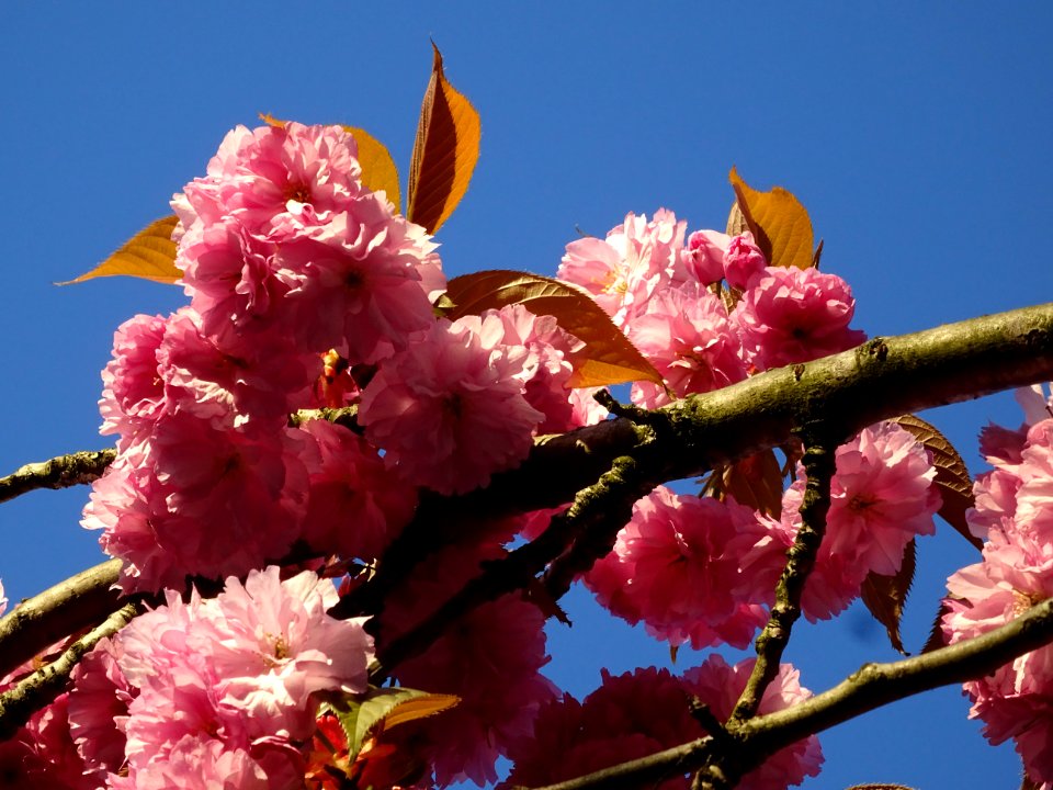 Fleurs du Cerisier du Japon, Prunus serrulata, Rosacées 