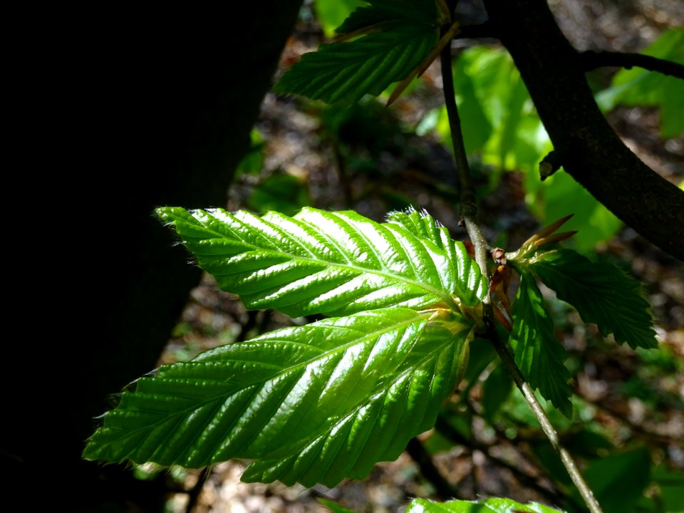 Feuilles de hêtre ou fayard, à stipules, Fagus sylvatica, … 