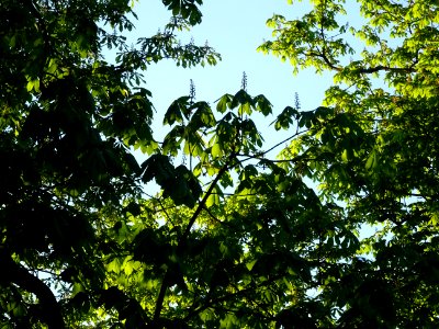 Branches et feuilles, Marronnier d'Inde, Aesculus hippocas… 