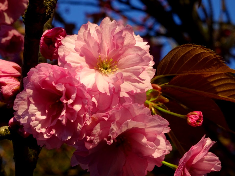 Fleurs du Cerisier du Japon, Prunus serrulata, Rosacées 