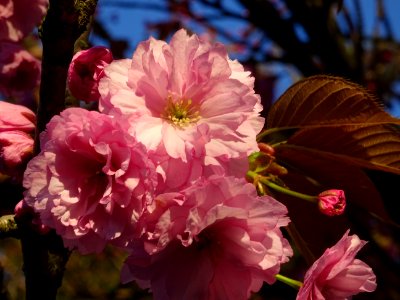 Fleurs du Cerisier du Japon, Prunus serrulata, Rosacées 