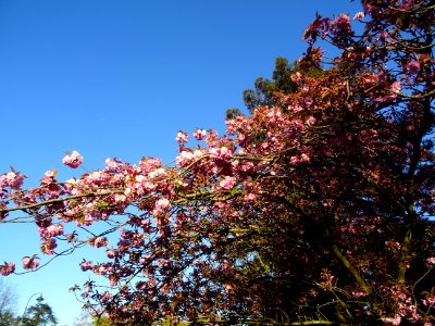 Fleurs du Cerisier du Japon, Prunus serrulata, Rosacées 