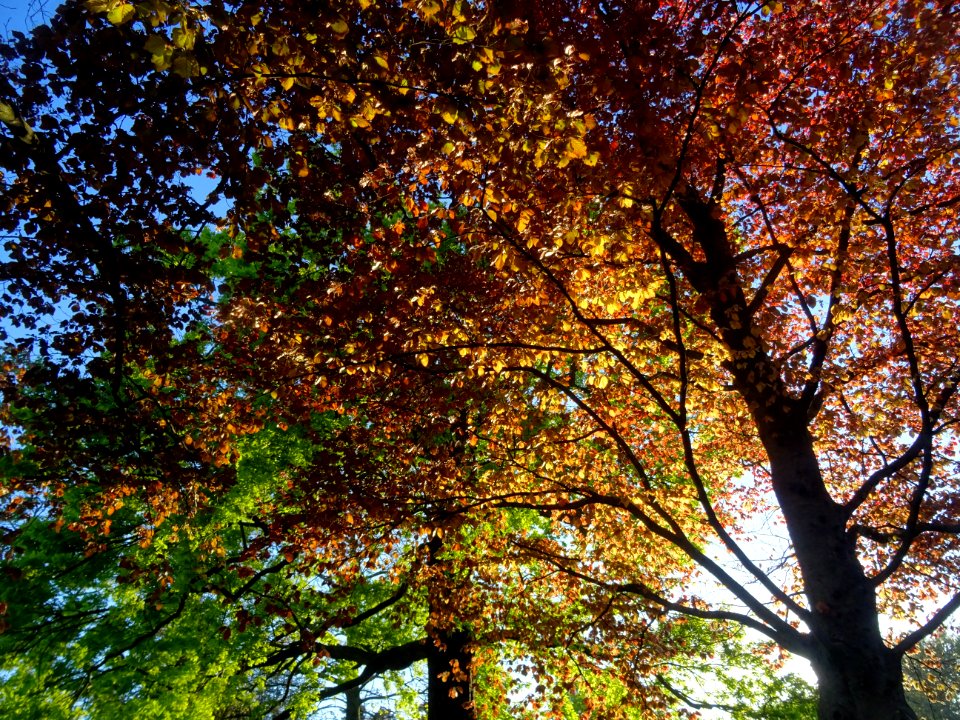 Feuillage du hêtre pourpre, Fagus sylvatica Purpurea, Faga… 