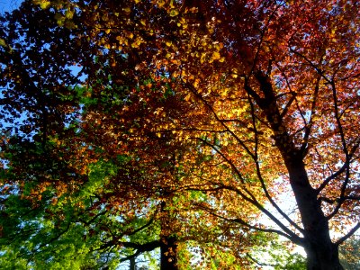 Feuillage du hêtre pourpre, Fagus sylvatica Purpurea, Faga… 