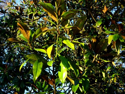 Feuilles de Magnolia à grandes fleurs, Magnolia grandiflor… 