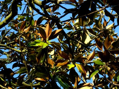 Feuilles de Magnolia à grandes fleurs, Magnolia grandiflor… photo