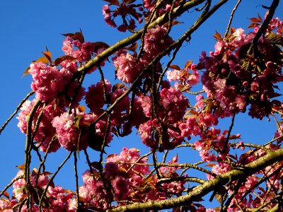 Fleurs du Cerisier du Japon, Prunus serrulata, Rosacées 