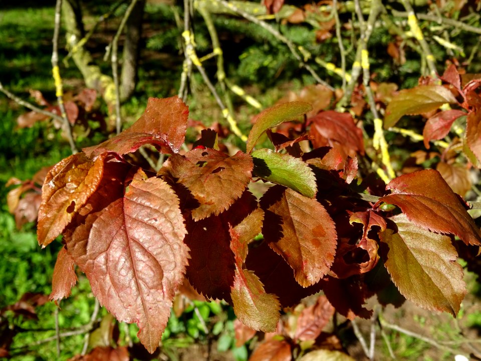 Feuilles de Prunier d'ornement, Prunus cerasifera Pissardi… 