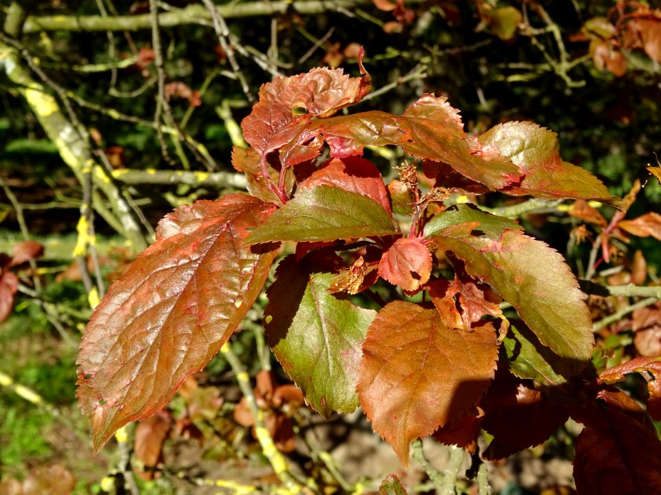 Feuilles de Prunier d'ornement, Prunus cerasifera Pissardi… 