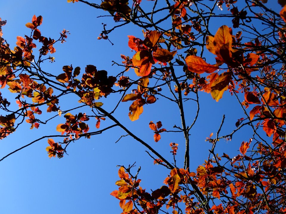 Feuilles de Prunier d'ornement, Prunus cerasifera Pissardi… 