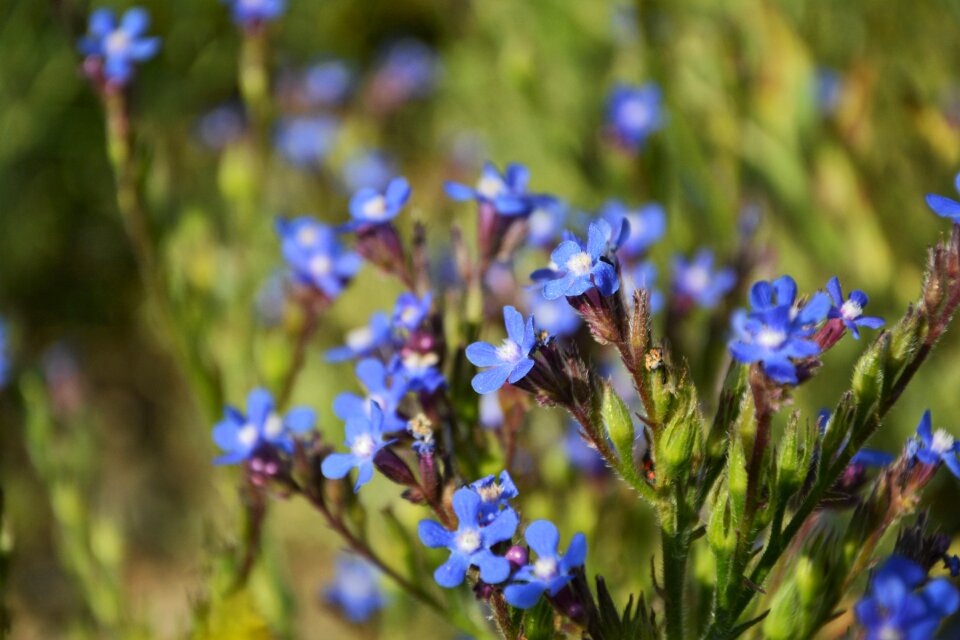 Flowers spring spring flowers