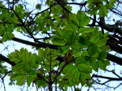 Jeunes feuilles de Frêne élevé, Fraxinus excelsior, Oléacé… photo