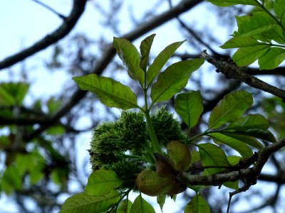 Fleurs et jeunes feuilles de Frêne élevé, Fraxinus excelsi… 