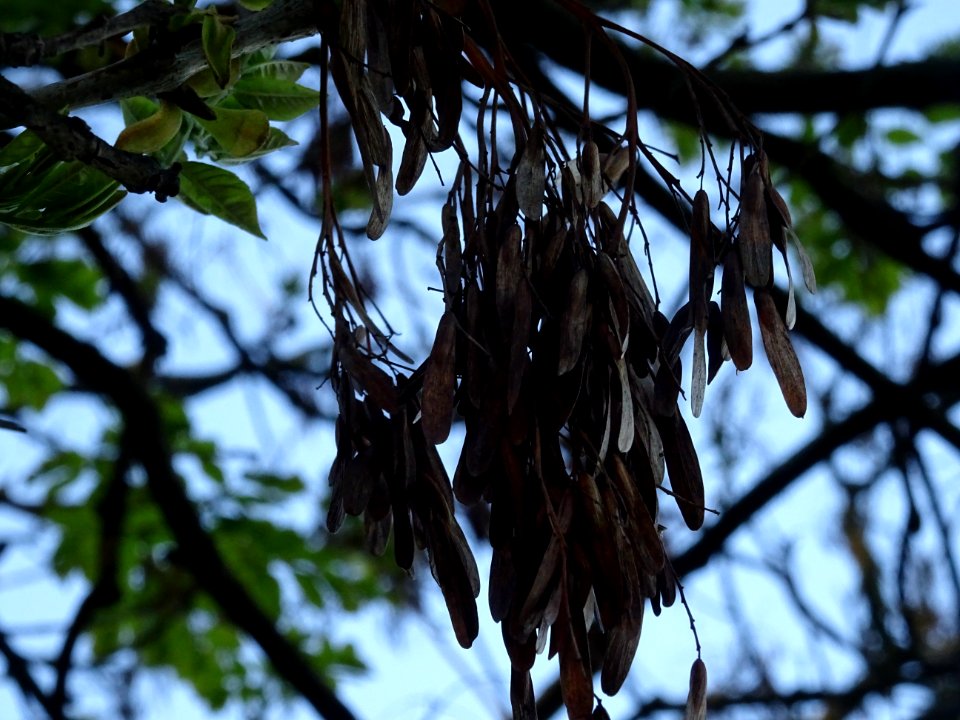 Samares de Frêne élevé, Fraxinus excelsior, Oléacées 